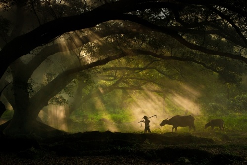 Išrinkti „Sony World Photography Awards 2011“ nugalėtojai