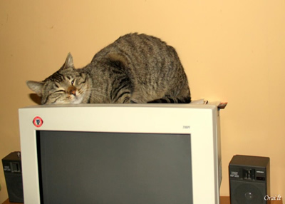 Katinas, vardu Kareivis, labai myli techniką ir dažniausiai laiką leidžia miegodamas prie kompiuterio (aut. Inga Savickienė)