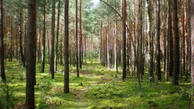 Modernus parkas: ekranai įtaisyti pušų kamienuose