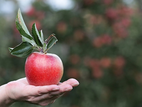 Įspūdingi skaičiai: atlyginimai, kuriuos gauna „Apple“ darbuotojai