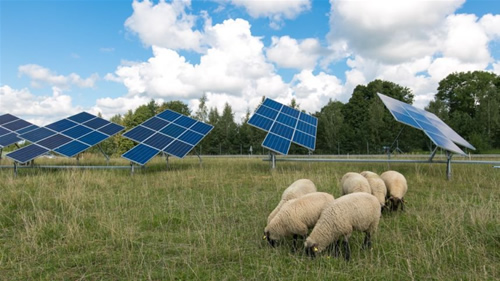 Saulės energetikai žolės pjovėjomis „pasisamdė“ avis