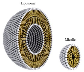 Azucena Gonzalez Gomez, Zeinab Hosseinidoust, „Liposomes for Antibiotic Encapsulation and Delivery“, ACS Infectious Diseases, 2020 / Vezikulės (liposomos) modelis (kairėje) ir micelės modelis (dešinėje).