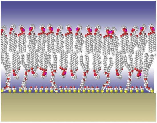 Paviršiuje prikabintos fosfolipidinės membranos modelis / Duncan J. McGillivray, Gintaras Valincius, David J. Vanderah, Wilma Febo-Ayala, John T. Woodward, Frank Heinrich, John J. Kasianowicz, Mathias Lösche, „Molecular-scale Structural and Functiona