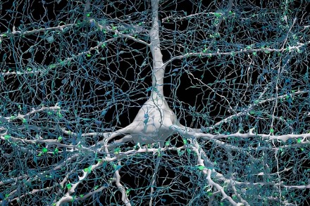 1 neuronas (baltas) ir prie jo prisijungę 5600 aksonų (mėlyni), žalia spalva pavaizduotos sinapsės / „Google Research“ ir J. Lichtmano laboratorijos (Harvardo universiteto) iliustracija