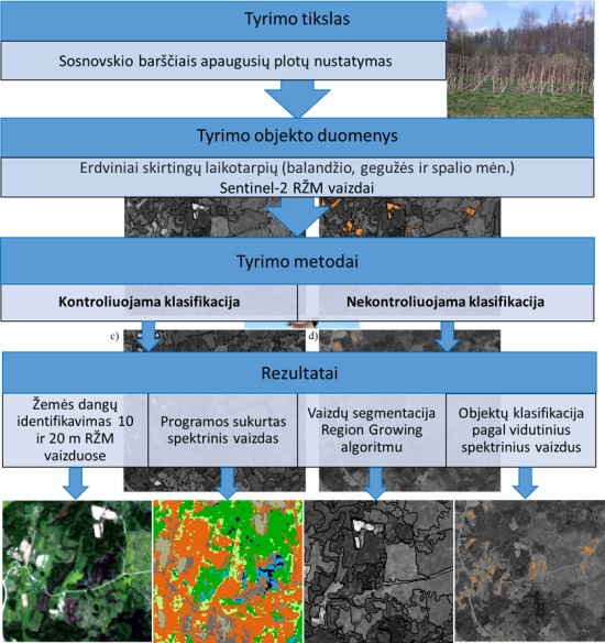 Sosnovskio barščių paplitimas